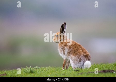 Irlandese; lepre Lepus timidus hibernicus; Mull; Scozia Foto Stock