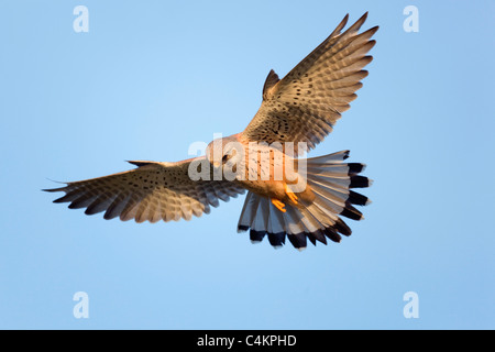 Il gheppio; Falco tinnunculus; in bilico; Cornovaglia Foto Stock