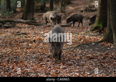 Ein Wildschwein im Wald. Foto Stock