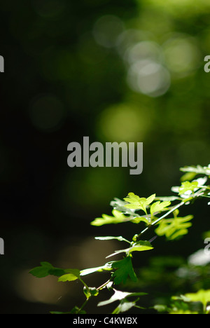 Le foglie di un albero illuminato da un albero di luce proveniente attraverso il baldacchino Foto Stock