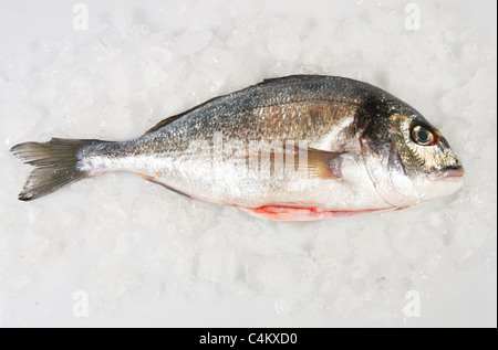 Intera testa dorato Orate di mare Pesce su ghiaccio Foto Stock