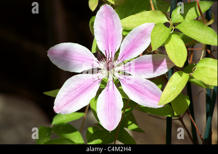 CLEMATIS, NELLY MOSER, viaggiatori gioia Foto Stock