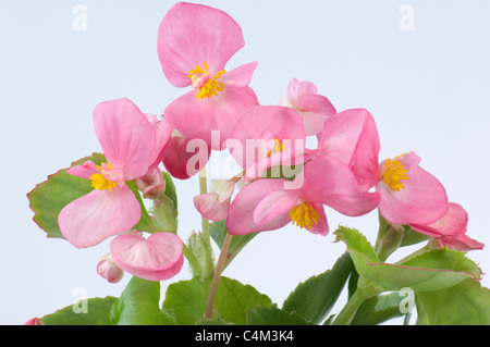 Begonia cera, cera-foglia di Begonia (Begonia x semperfloren-cultorum), rosa fiori e foglie. Foto Stock