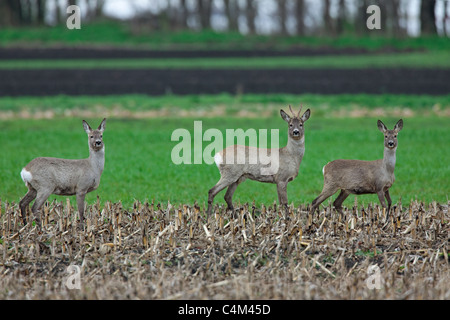 Il capriolo (Capreolus capreolus) buck e due femmine in campo in primavera, Austria Foto Stock