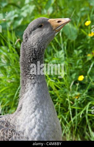 Giovane oca di Tolosa o gosling ( due mesi), Hampshire, Inghilterra, Regno Unito. Foto Stock