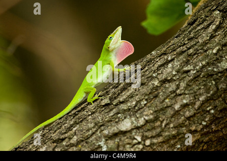 Un verde anole cerca di attirare un compagno Foto Stock