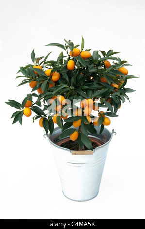 Kumquat (Fortunella margarita), pianta in vaso. Studio Immagine contro uno sfondo bianco Foto Stock