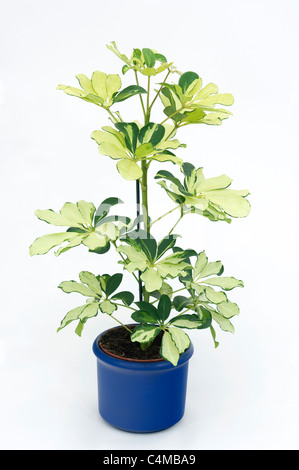 Schefflera, ombrello Nana Tree (Schefflera arboricola). Pianta in vaso. Studio Immagine contro uno sfondo bianco Foto Stock