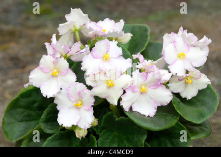 Saintpaulia, African Violet (Saintpaulia ionantha-ibrido), fiori di colore bianco con bordo rosa. Foto Stock