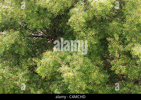 "Neem' tree (azadirachta indica) - vista superiore Foto Stock