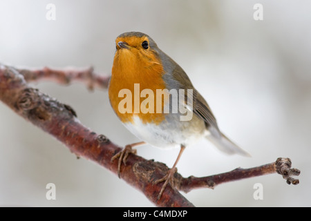 robin redbreast Foto Stock