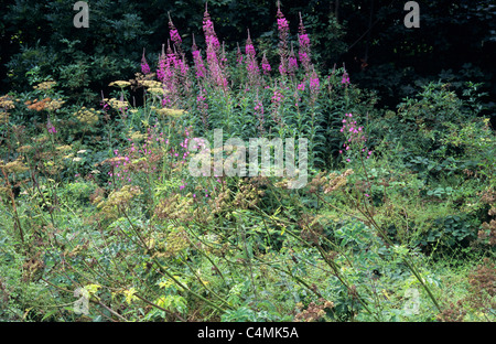 Angolo di campo in tarda estate con willowherb Rosebay willowherb gigante e Hogweed davanti di cenere e inglese alberi di quercia Foto Stock