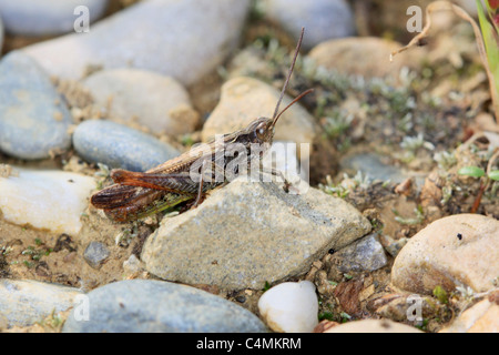 Bow-winged Grasshopper Foto Stock