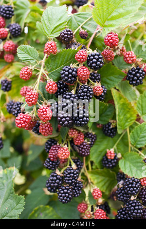 More di rovo che cresce su una boccola nel Gloucestershire, England, Regno Unito Foto Stock