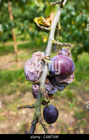 Victoria prugne compresi appassiti prugne su un susino nel Gloucestershire, England, Regno Unito Foto Stock