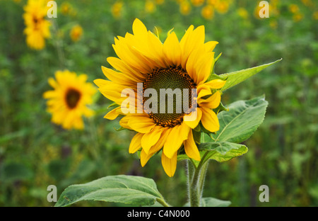 Close up giant flowerhead di girasole o di Helianthus annuus con più fiori e fogliame verde dietro Foto Stock