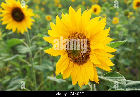 Close up giant flowerhead di girasole o di Helianthus annuus con più fiori e fogliame verde dietro Foto Stock