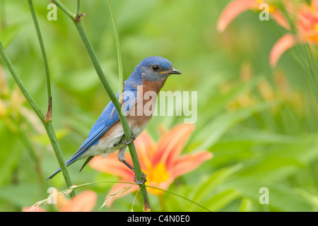 Eastern Bluebird di palissonatura Daylillies Foto Stock