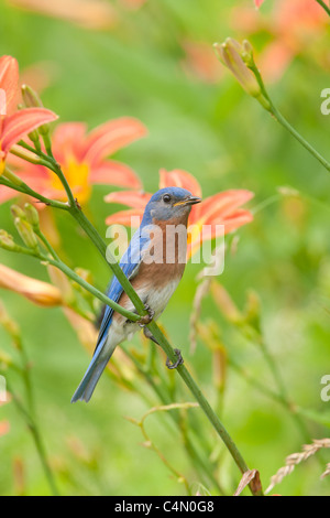 Eastern Bluebird di palissonatura Daylillies - Verticale Foto Stock