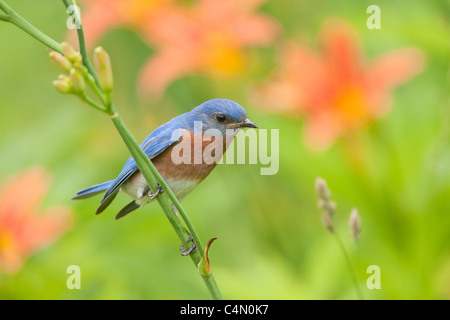 Eastern Bluebird di palissonatura Daylillies Foto Stock