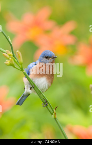 Eastern Bluebird di palissonatura Daylillies - Verticale Foto Stock