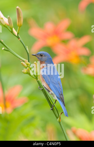 Eastern Bluebird di palissonatura Daylillies - Verticale Foto Stock