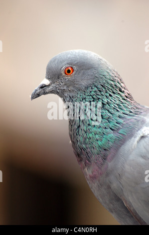 Piccione Foto Stock