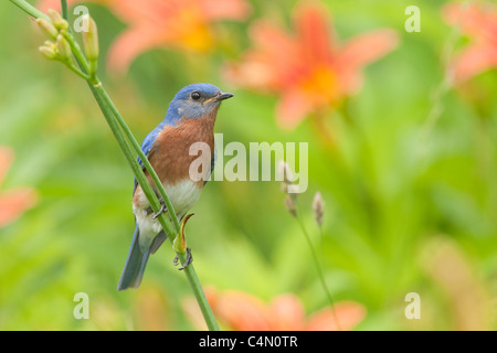 Eastern Bluebird di palissonatura Daylillies Foto Stock