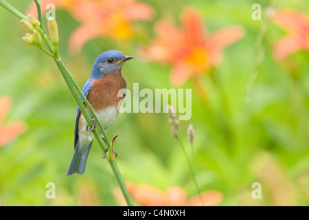 Eastern Bluebird di palissonatura Daylillies Foto Stock