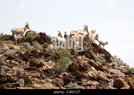 Big Horn Sheep in Anza Borrego Desert State Park, California. Foto Stock