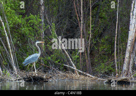 Airone blu pesci lungo il litorale. Foto Stock