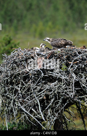 I capretti Osprey nel nido (Pandion haliaetus) Foto Stock