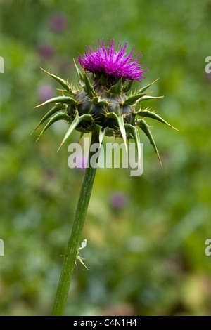 Silybum marianum cardo mariano Foto Stock