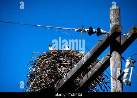 Falco pescatore (Pandion haliaetus) seduto sul Nido Costruito sulla cima di utility della linea di alimentazione Polo, British Columbia, Canada - Uccelli del Nord America Foto Stock