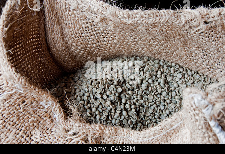 Raw Arabica guatemalteca i chicchi di caffè in attesa di tostatura in Antigua Foto Stock