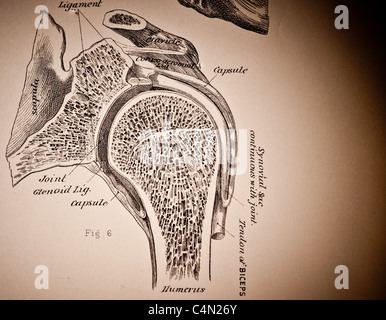 Illustrazione della spalla umana circa 1882 Foto Stock