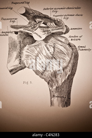 Illustrazione della spalla umana circa 1882 Foto Stock