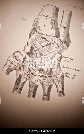 Illustrazione della Wrist-Joint circa 1882 Foto Stock