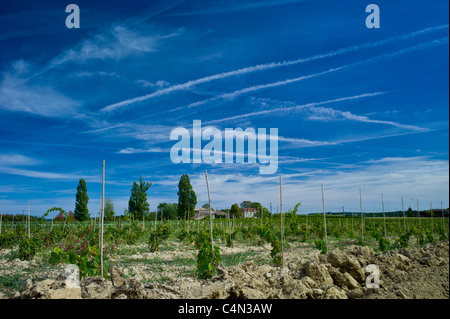 Nuovi vigneti piantati a vigneto allo Chateau Bellevue Fontcaille in Bordeaux Regione del Vino della Francia Foto Stock