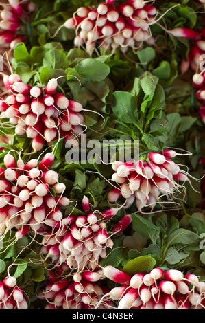 Mazzetti di ravanelli al mercato alimentare nella regione di Bordeaux in Francia Foto Stock