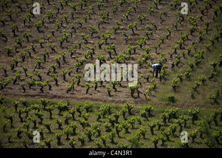 Un agricoltore lavora in un vigneto in modo francese di San Giacomo via, città di Ponferrada, El Bierzo, Castilla y Leon, Spagna Foto Stock