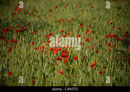 Campo di papavero in modo francese, St. James modo Maragateria regione Castilla y Leon, Spagna. Foto Stock