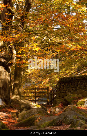 Un bosco incantato cancello alla fine di un asciutto muro di pietra nel Derbyshire Peak District Foto Stock