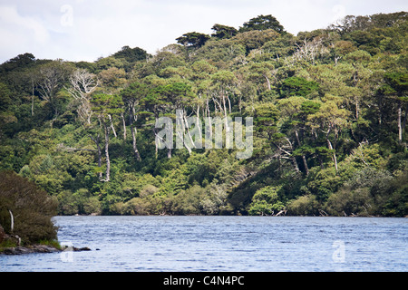 La LOE sulla penisola di Lizard in Cornovaglia (UK) Foto Stock