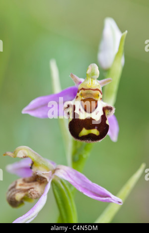 Bee Orchid (Ophrys apifera) trovato su National Trust riserva naturale a Collard Hill, Somerset Foto Stock