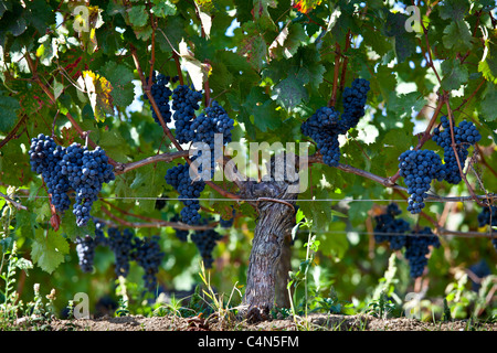 Mature uve Merlot per essere raccolto a Chateau Ausone a St Emilion, regione di Bordeaux in Francia Foto Stock