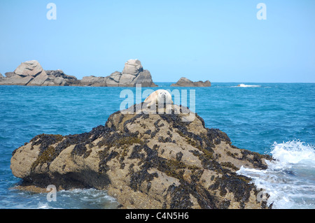 Atlantico guarnizione grigio pup su roccia nelle isole Scilly Foto Stock