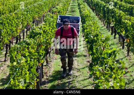 Vendangeur con uve Merlot a vendange raccolto nel famoso Château Petrus vigna a Pomerol a Bordeaux, Francia Foto Stock