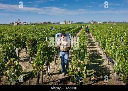 Vendangeur con uve Merlot a vendange raccolto nel famoso Château Petrus vigna a Pomerol a Bordeaux, Francia Foto Stock