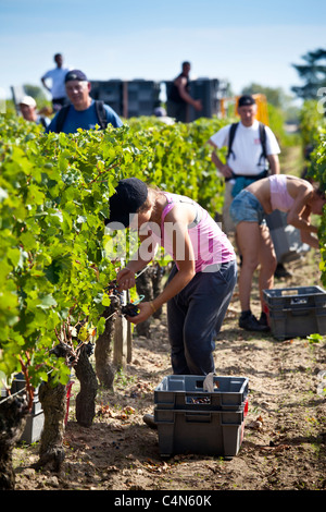 Vendangeurs pick uva Merlot a vendange raccolto nel famoso Château Petrus vigna a Pomerol a Bordeaux, Francia Foto Stock